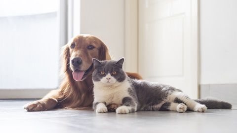 perro y gato como mascotas